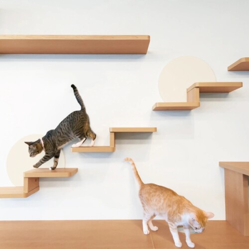 新築戸建て収納棚　猫ステップ